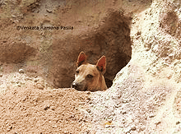 Jonangi Indian Hairless Dog Breed Information, Facts and