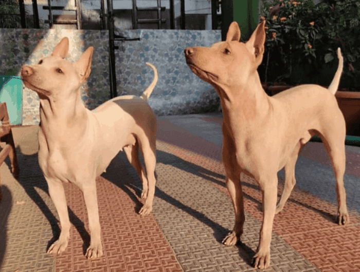 Jonangi Indian Hairless Dog Breed Information, Facts and
