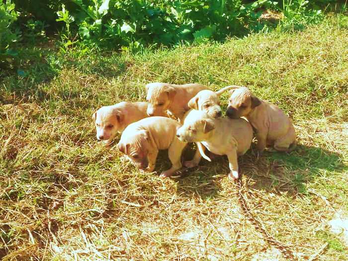 Jonangi Indian Hairless Dog Breed Information, Facts and