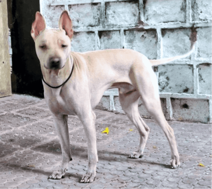 Jonangi Indian Hairless Dog Breed Information, Facts and