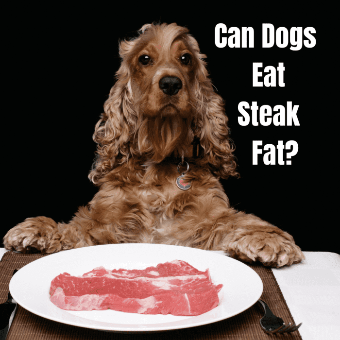 Can Dogs Eat Cooked Steak Fat? PetHelpful