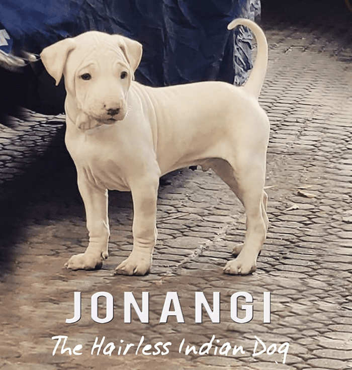 Jonangi Indian Hairless Dog Breed Information, Facts and