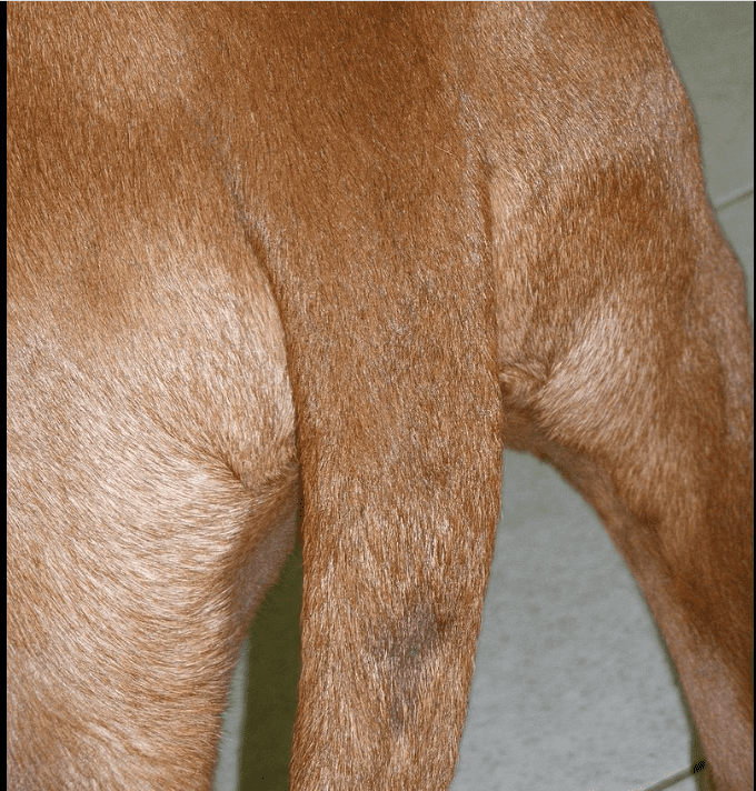 10-causes-of-hair-loss-from-a-dog-s-tail-pethelpful