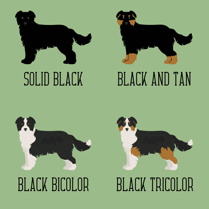 Common Black Australian Shepherd Color Patterns - PetHelpful