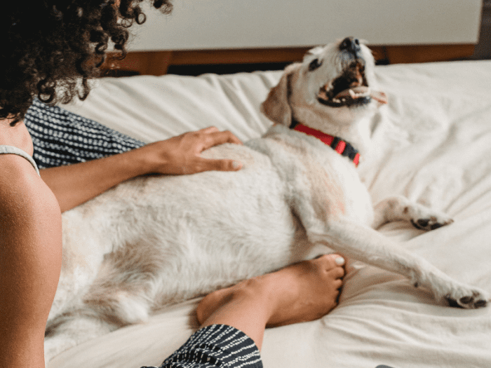 pros-cons-and-side-effects-of-cytopoint-for-dogs-pethelpful