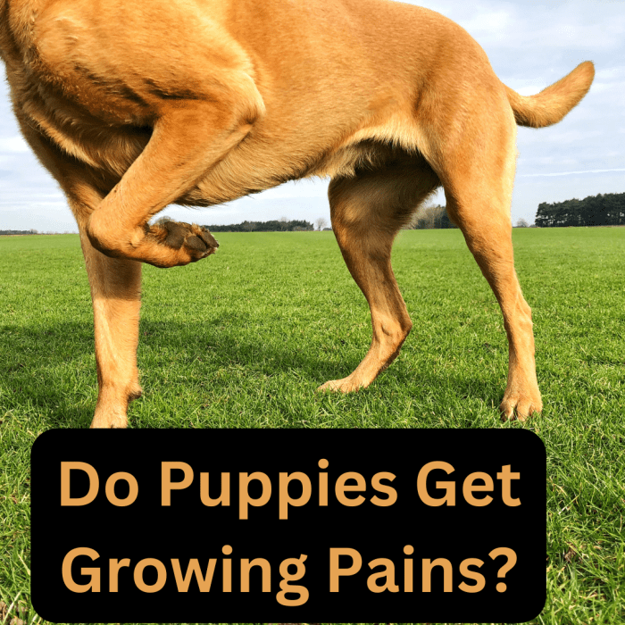 Do Puppies Get Growing Pains? PetHelpful
