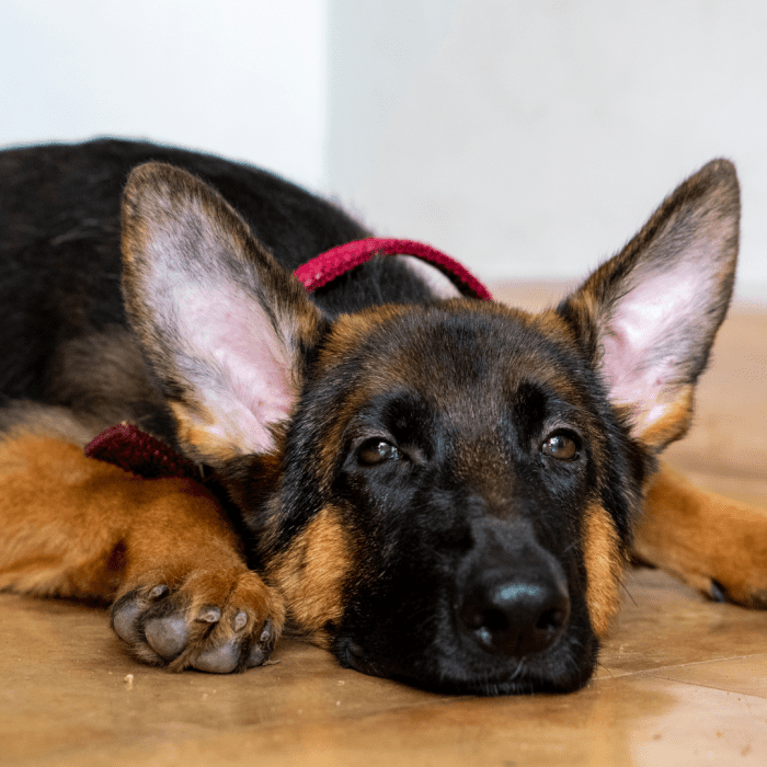 10-ways-to-keep-your-dog-calm-after-spay-surgery-pethelpful