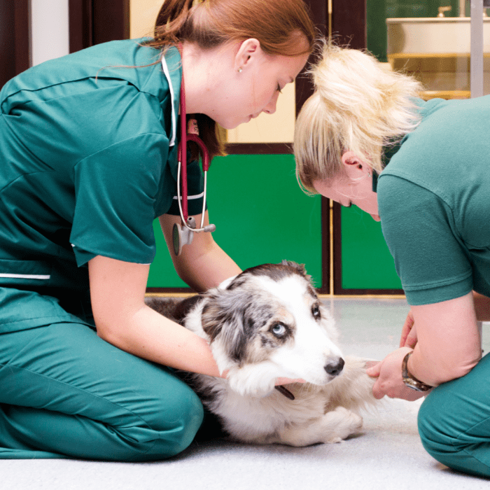 10-ways-to-keep-your-dog-calm-after-spay-surgery-pethelpful