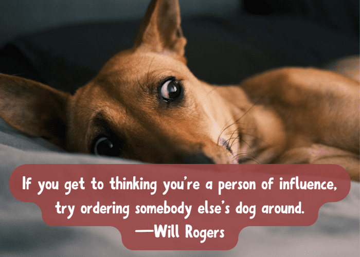 Dog Quotes Wonderful Sayings About Man's Best Friend PetHelpful