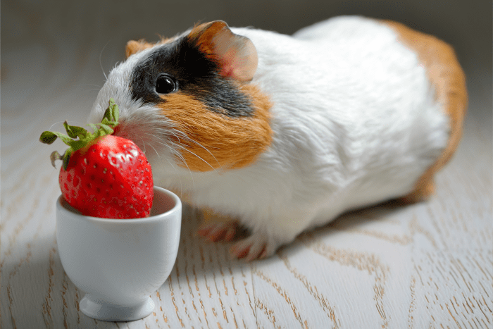 what-you-need-to-know-about-feeding-guinea-pigs-fruit-pethelpful