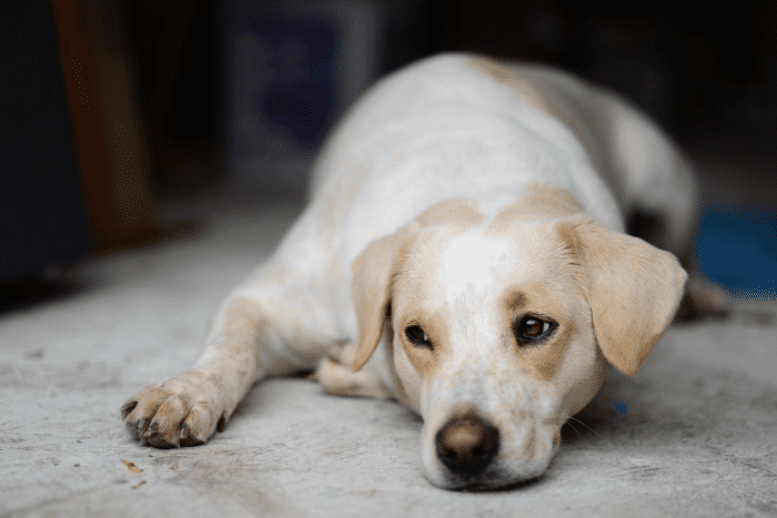 Pyoderma In Dogs: Home Treatment And Remedies - PetHelpful