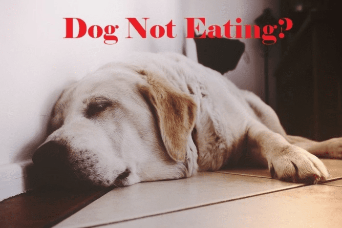 23 Reasons Your Dog Will Not Eat (And What to Do at Home) - PetHelpful