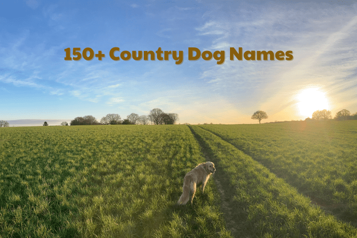 150+ Country Dog Names - PetHelpful