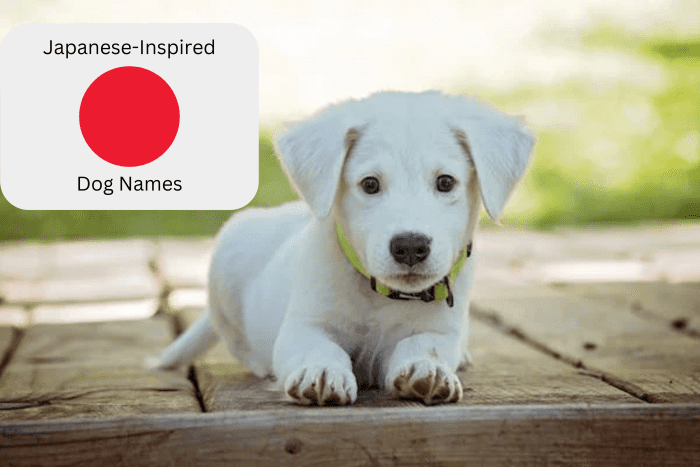 100 Cute Japanese Dog Names For Your Pet PetHelpful   Cute Japanese Dog Names 