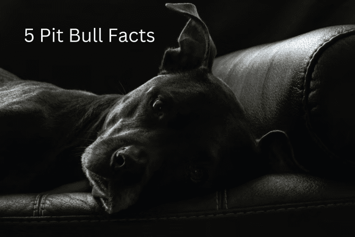 What You Should Really Know About Pit Bulls - PetHelpful