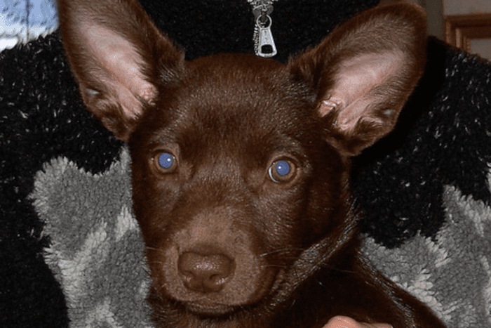 Kelpies, Australian Cattle Dogs, and Other Native Dogs of Australia ...