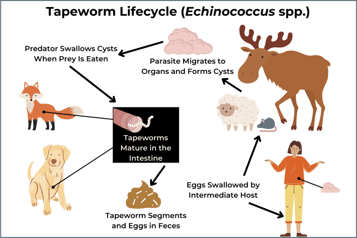 can-dogs-get-worms-from-foxes-pethelpful