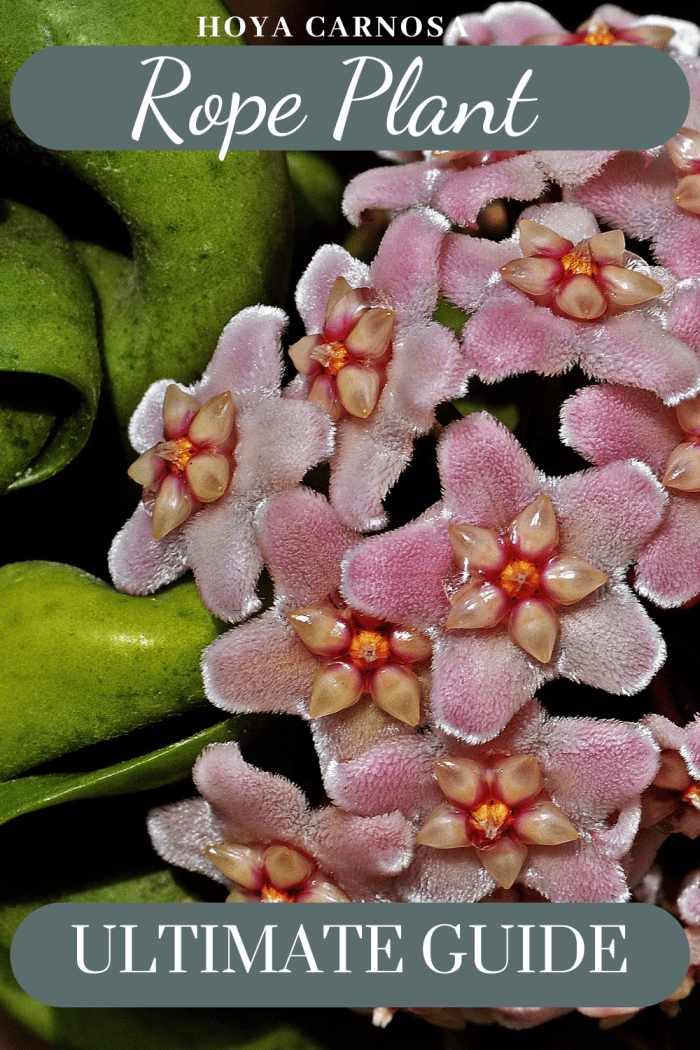 How to Care for and Propagate the Hoya Plant (Rope Plant) Dengarden