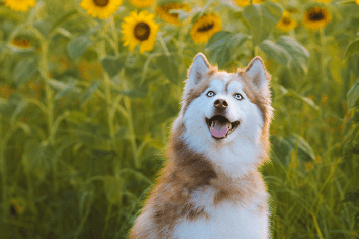 My Siberian Husky Guide - PetHelpful