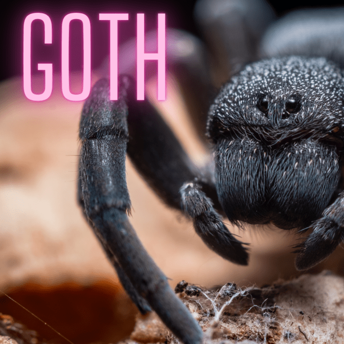 150+ Unique and Creative Pet Spider Names PetHelpful