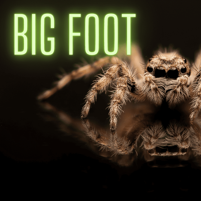 150+ Unique and Creative Pet Spider Names PetHelpful