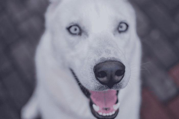 301-unique-names-for-dogs-with-blue-eyes-pethelpful