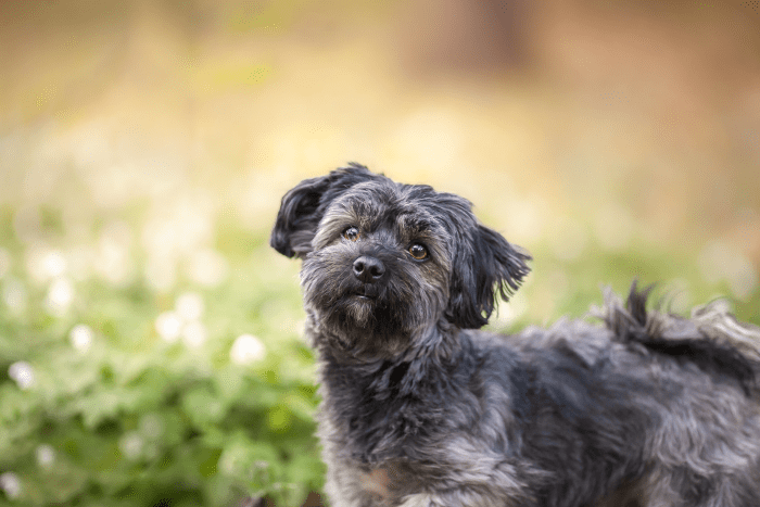 Why Havanese Dogs Make Great Family Pets - PetHelpful