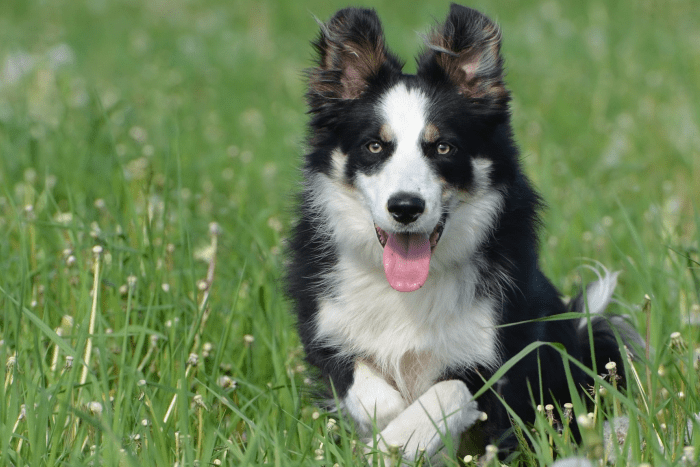50 Names for Dogs With White Feet - PetHelpful