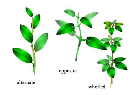 The Art of Accurately Describing Leaves for Identification - Owlcation