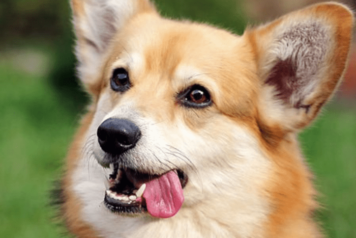 Why Dogs Eat Grass and Other Weird Things - PetHelpful