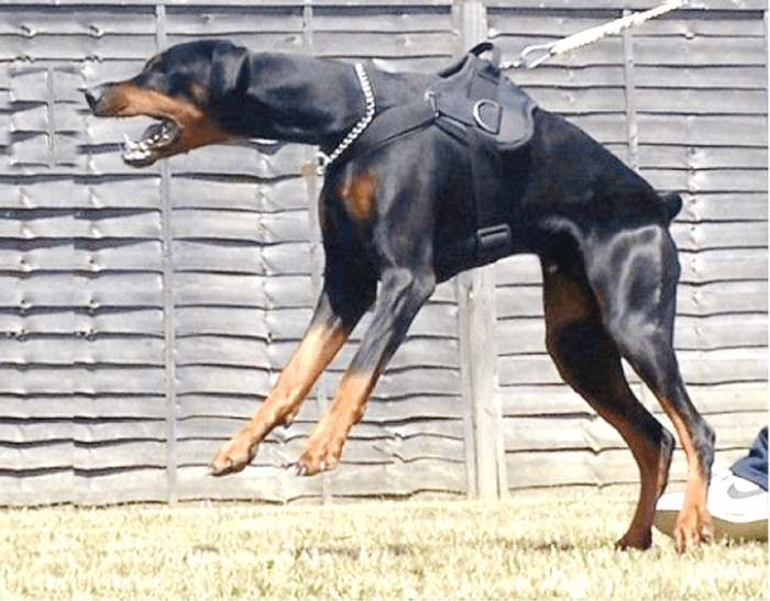 Why Doberman Pinscher Are Controversial HubPages