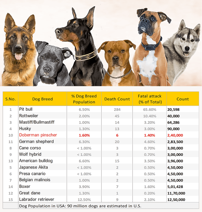 Why Doberman Pinscher Are Controversial - HubPages