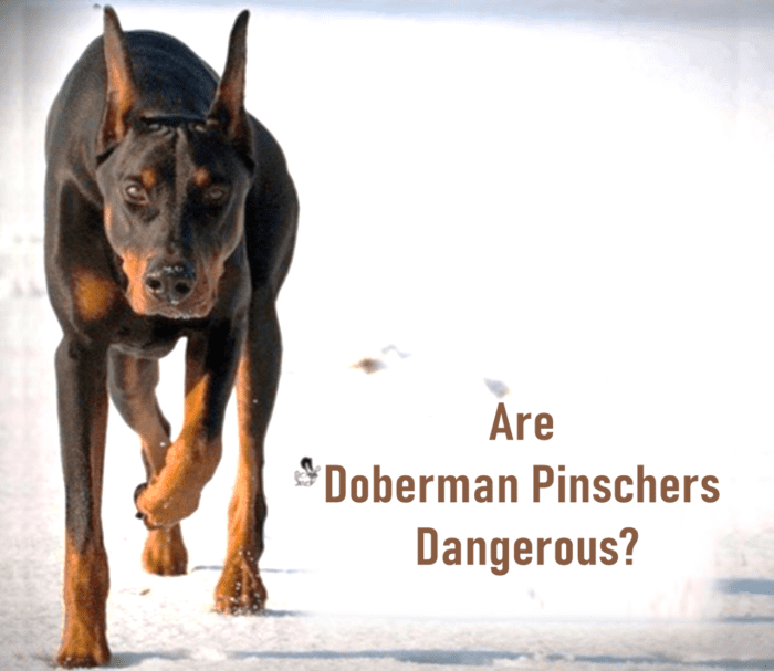 Why Doberman Pinscher Are Controversial HubPages