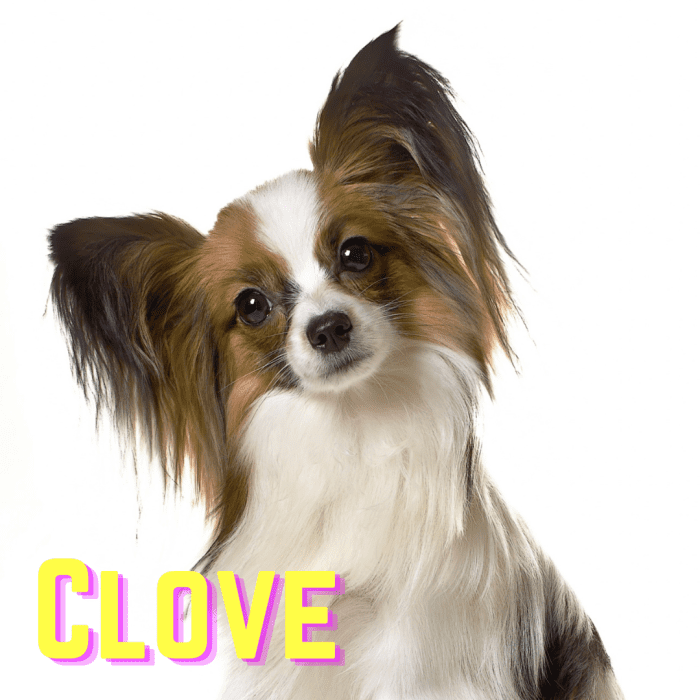 150+ SpiceInspired Names for Dogs PetHelpful