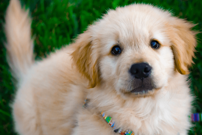 How to Housetrain a Puppy in 5 Days Using a Cardboard Box - PetHelpful