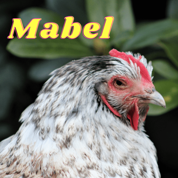 150+ Pet Chicken Names PetHelpful