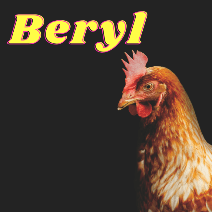 150+ Pet Chicken Names PetHelpful