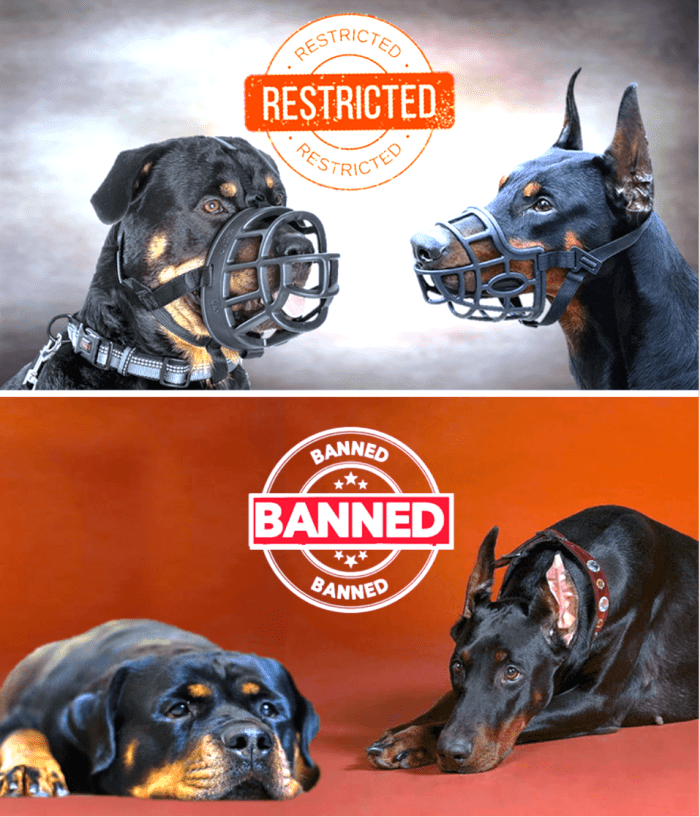 18 Dog Breeds Banned or Restricted in Indian Cities HubPages