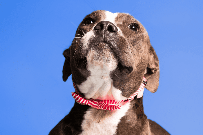 450+ Pit Bull Dog Names (With Meanings) - PetHelpful