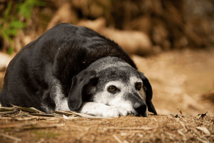 200 Old Man Dog Names HubPages