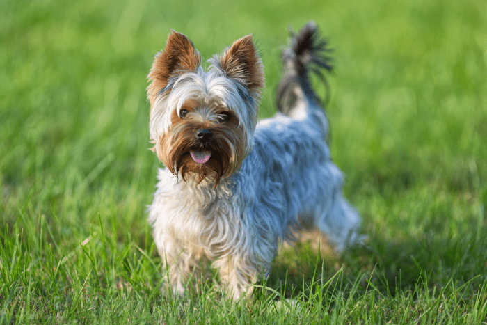 150+ Cute Names for Small Dogs - PetHelpful