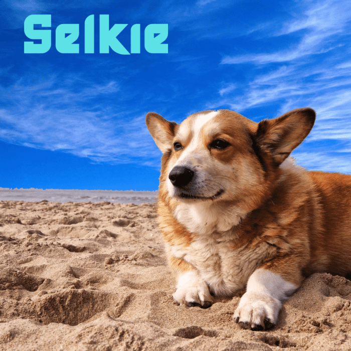 150-ocean-names-for-dogs-pethelpful