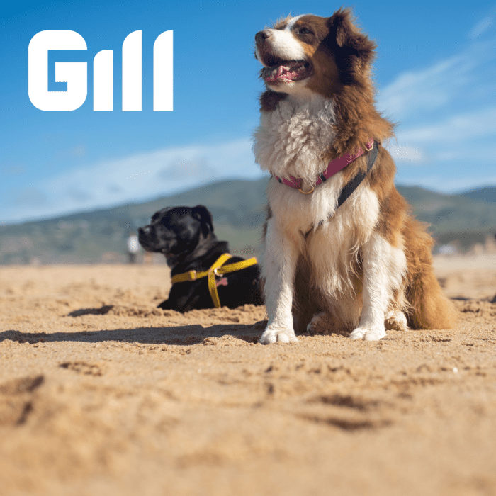 150+ Ocean Names for Dogs PetHelpful