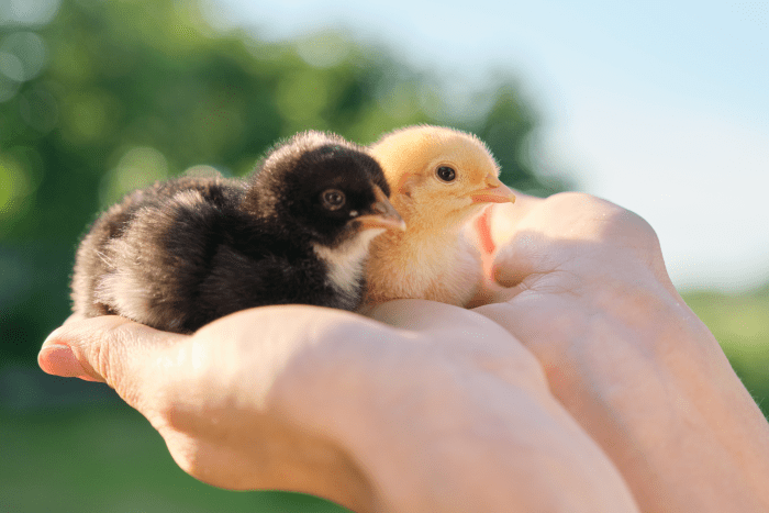 the-best-chicken-breeds-to-keep-on-the-homestead-for-egg-laying