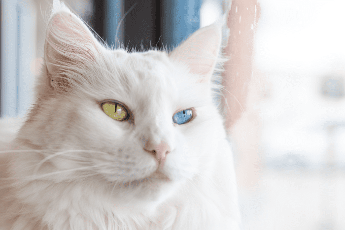 150+ Names for Cats With Different Colored Eyes (Heterochromia) - HubPages