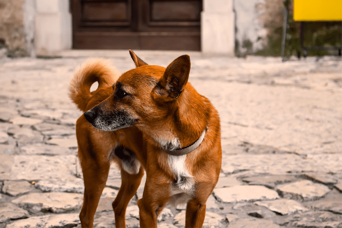 150-spice-inspired-names-for-dogs-pethelpful