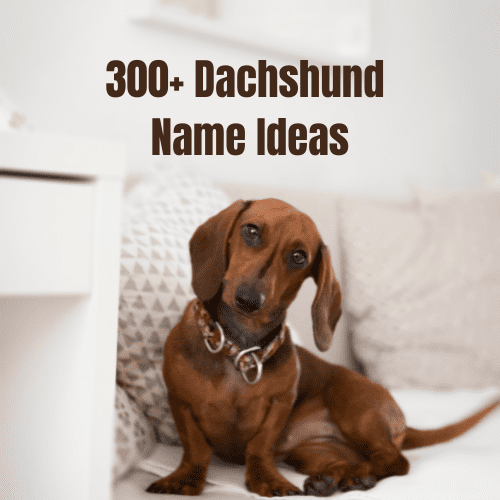 300+ Dachshund Name Ideas for Your Wiener Dog - HubPages