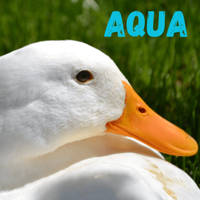 200+ Duck Names PetHelpful