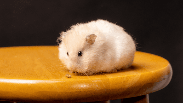 225+ Hamster Name Ideas - HubPages