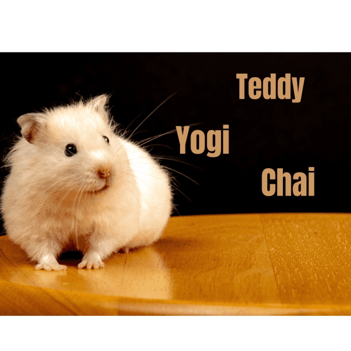 225+ Hamster Name Ideas - HubPages